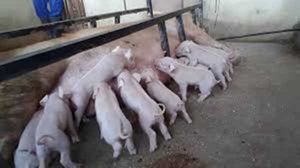 pig farming business plan zambia