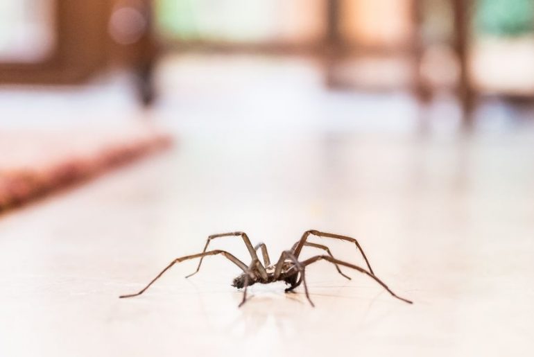 giant-house-spiders-uk-where-they-live-and-how-to-get-rid-of-them-abtc