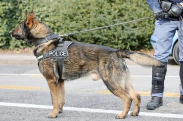 Cadaver Dog Meaning: What is a cadaver dog? How old a body can a ...