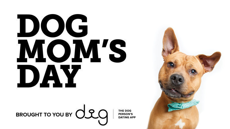 Is there a dog mom day? Is there a national dog Dad day? - ABTC