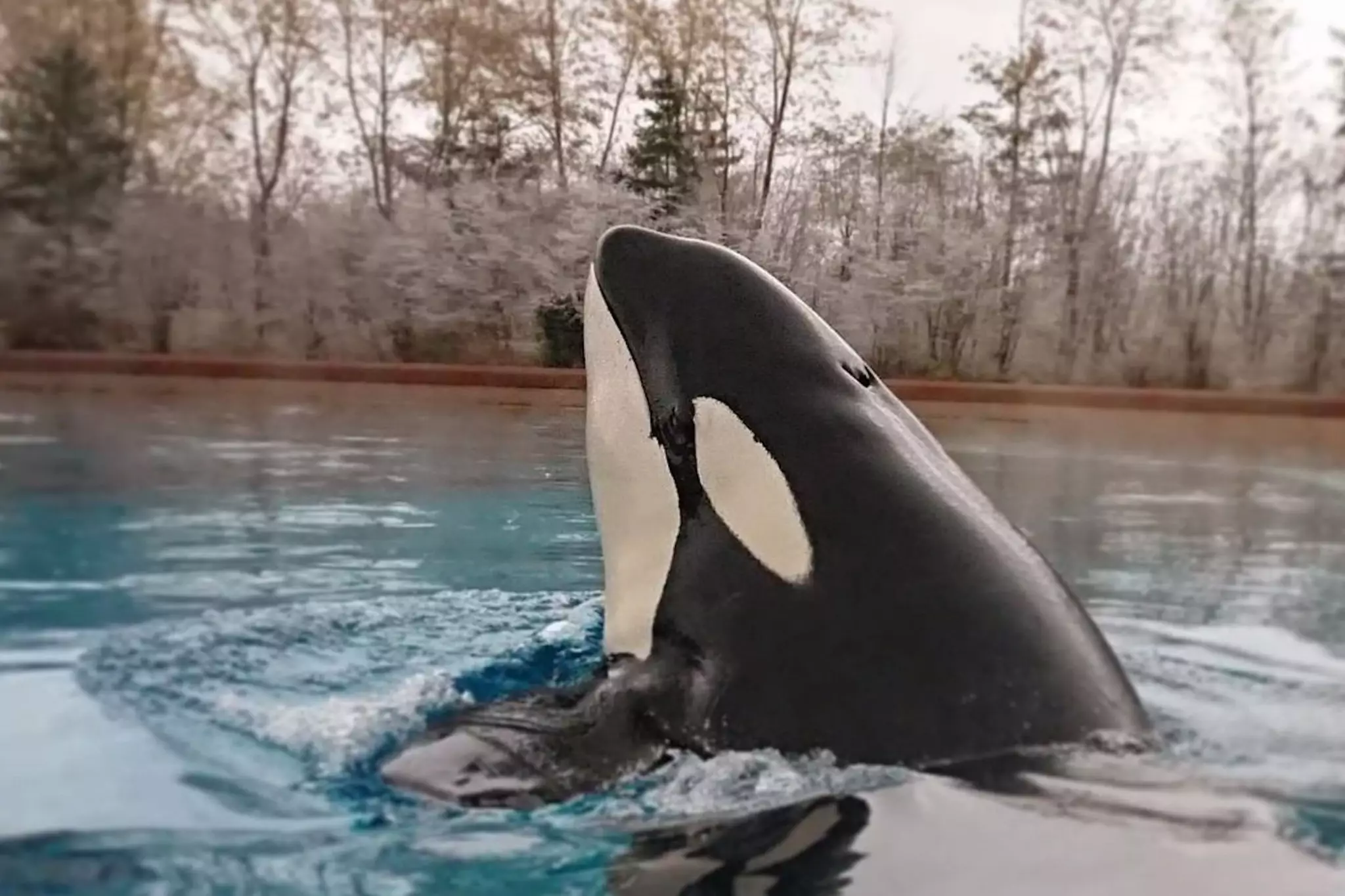 is-kiska-the-orca-still-alive-is-kiska-the-whale-still-alive-abtc