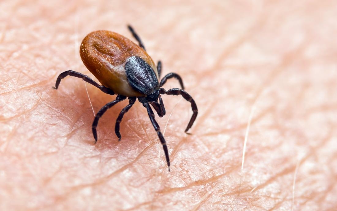 what-is-a-nickname-for-lyme-disease-what-is-the-other-name-for-lyme