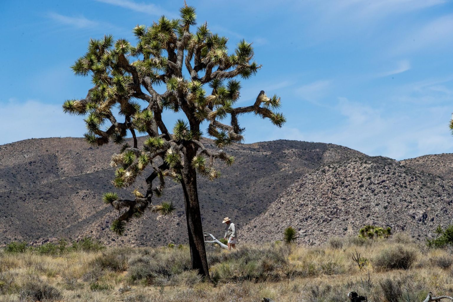 Where is the tallest Joshua tree? How tall is the tallest Joshua tree