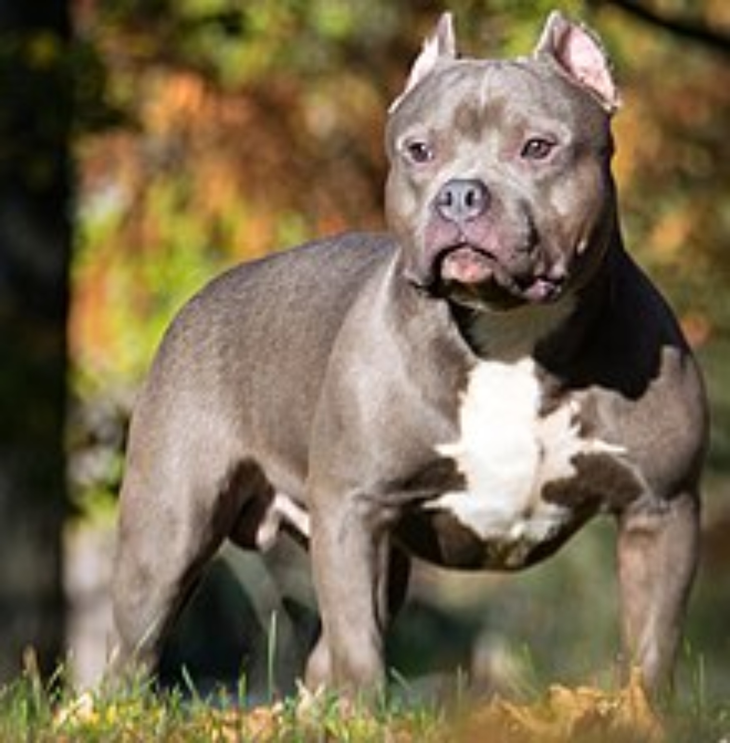 Do XL Bullies Fight? How Do You Fight An XL Bully? - ABTC